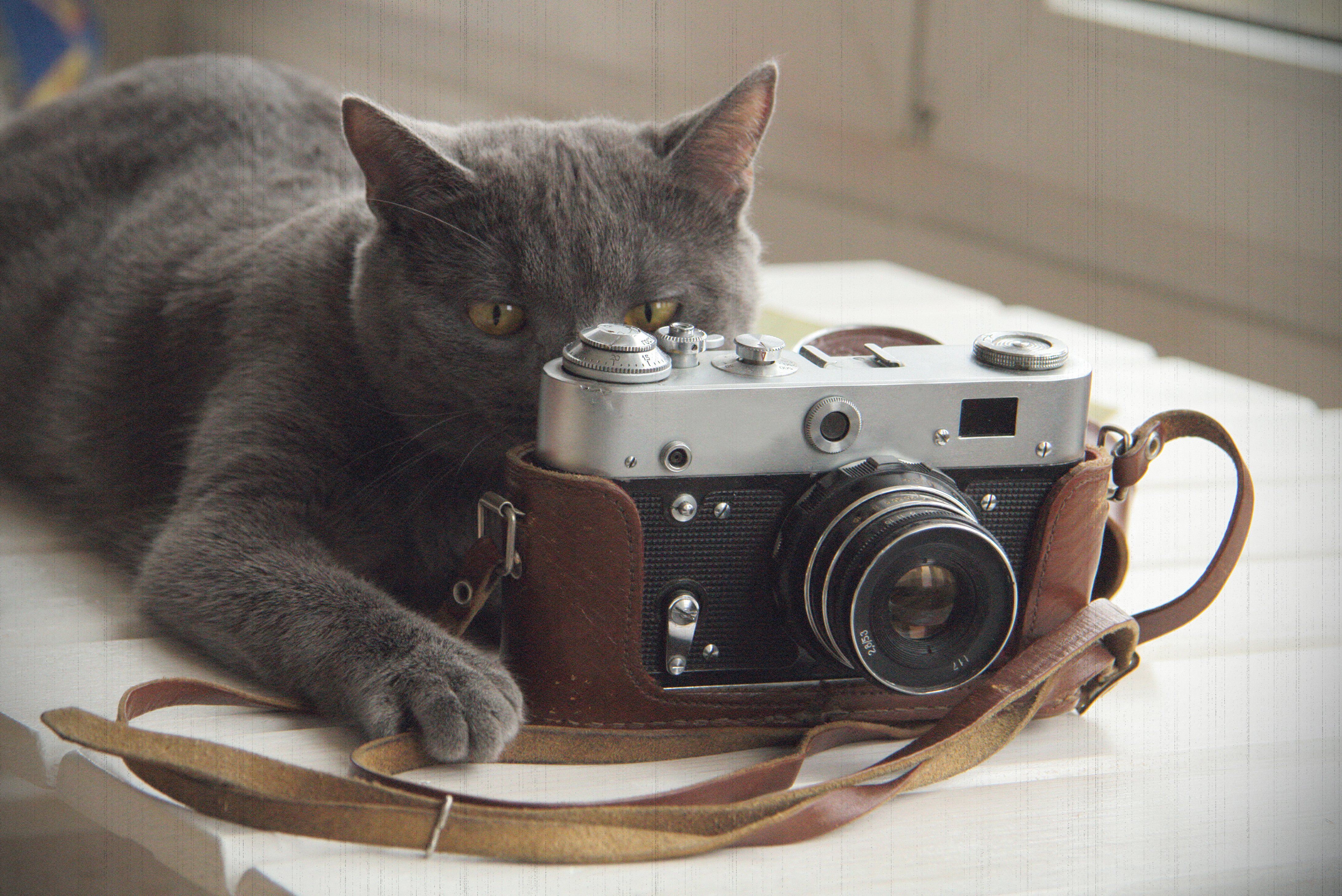 A cat in front of a camera, positioned as if to take a picture